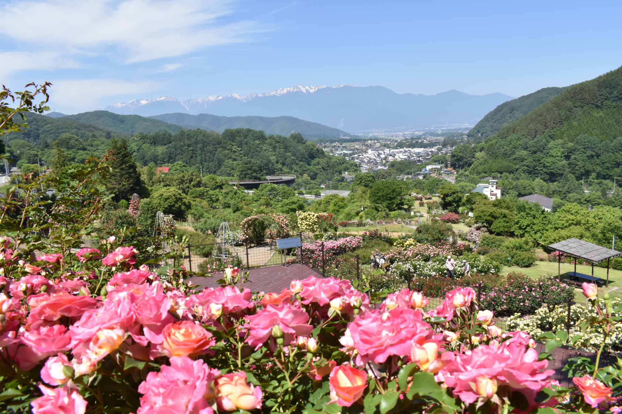 高遠「しんわの丘ローズガーデン」
